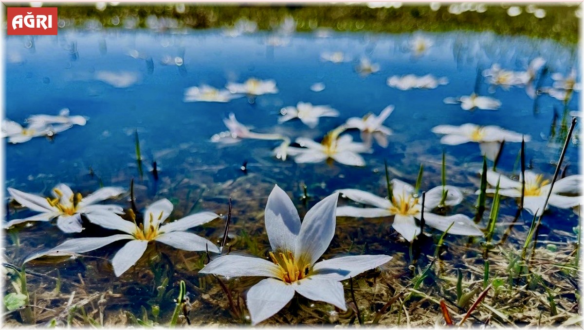 Ağrı'da baharın müjdecisi kardelenler çiçek açtı