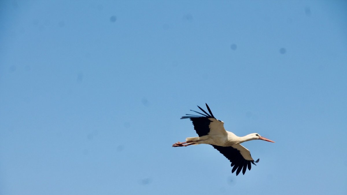 Ağrı'da baharın müjdeleyicisi leyleklerden gökyüzü dansı