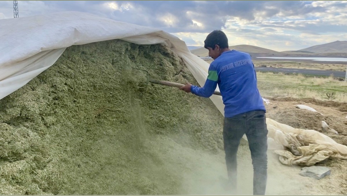 Ağrı'da Besicilerin Kış Hazırlığı: Saman Stokları Güçlendiriliyor