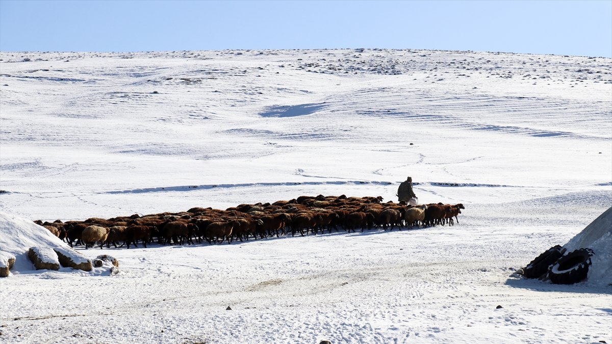 Ağrı'da besicilerin zorlu kış mesaisi başladı