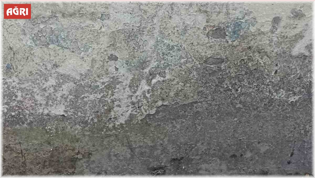 Ağrı'da bir eve girmeye çalışan yılan yakalandı