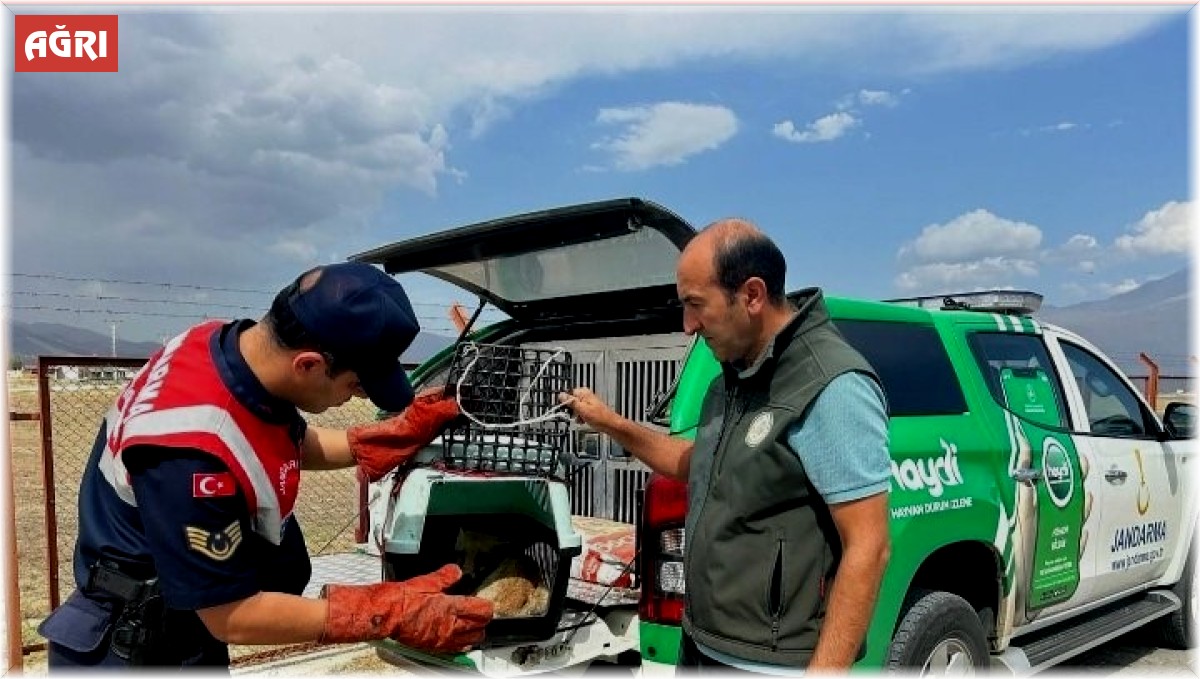 Ağrı'da bitkin düşen tilki, jandarmanın hassas müdahalesiyle kurtarıldı