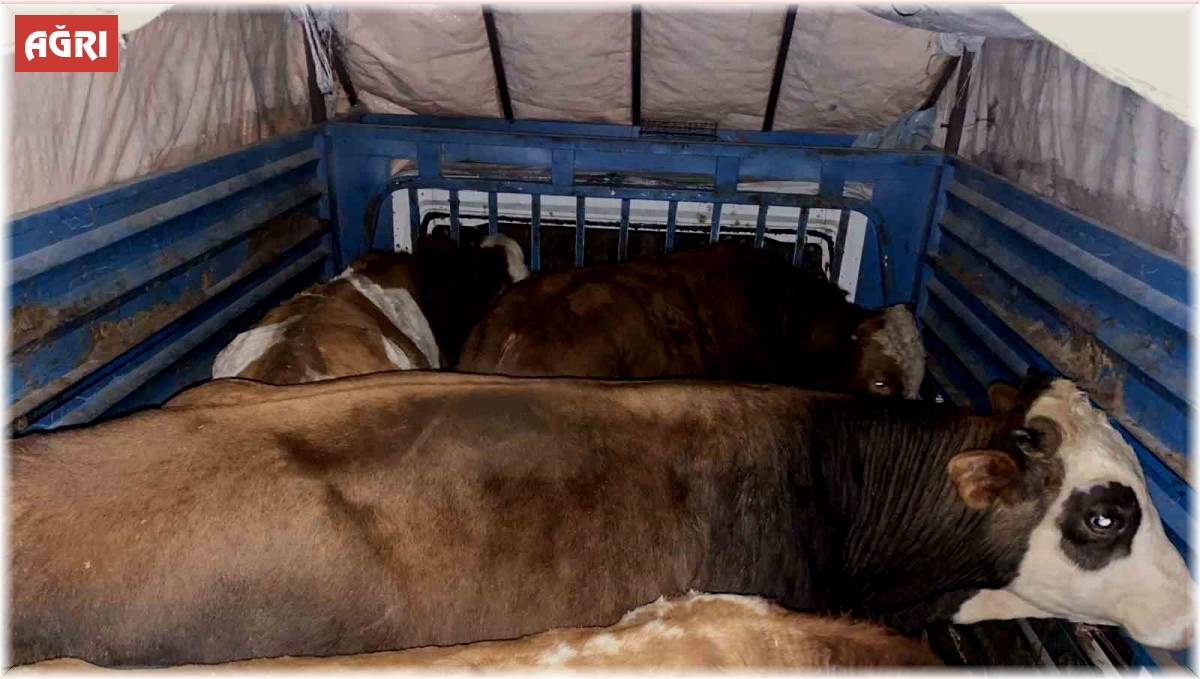 Ağrı'da büyükbaş hayvan çalan şahıs yakalandı