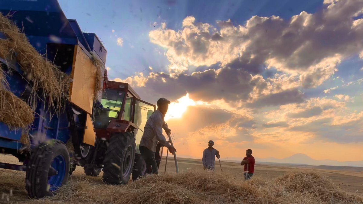 Ağrı'da çiftçiler sıcak havada hasada devam ediyor
