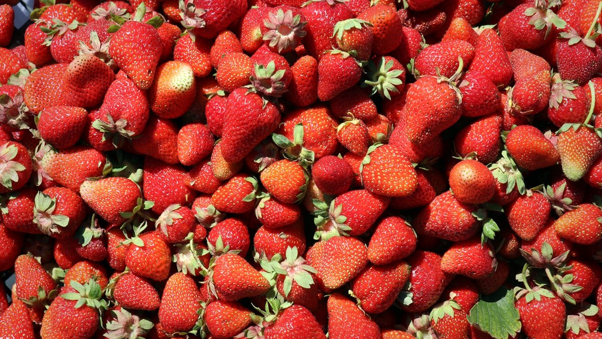 Ağrı'da çilek üreticilerinin rekolte beklentisi 120 ton