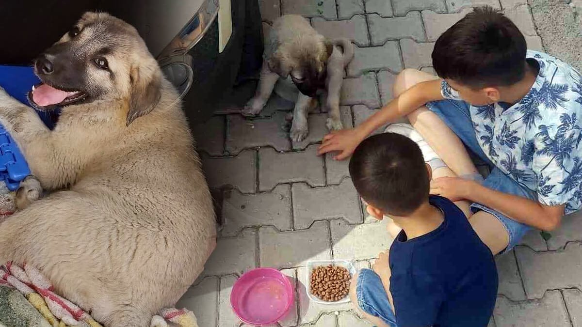 Ağrı'da çocuklar aracın çarptığı yavru köpeği tedavi ederek sahiplendi