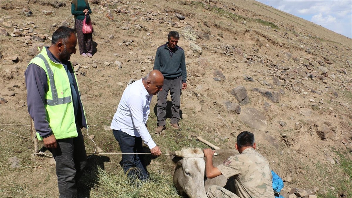 Ağrı'da dağlık alanda mahsur kalan yaralı ineğe ekipler kepçeyle yol açarak ulaştı