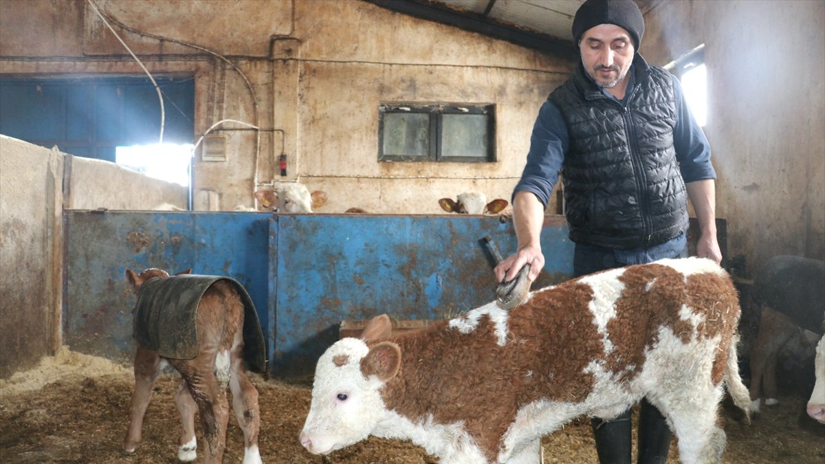 Ağrı'da devlet desteğiyle ahır yapan çiftçi 140 büyükbaş hayvanın bakımını özenle yapıyor