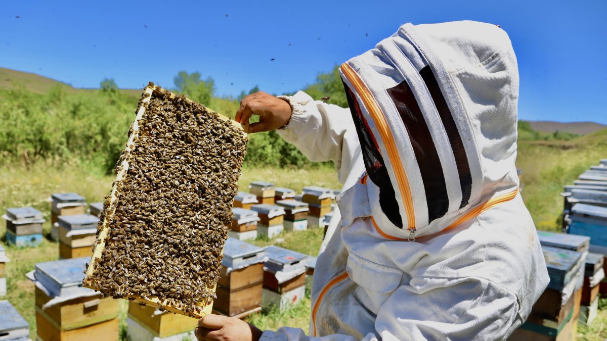Ağrı'da devlet desteğiyle arıcılığa başlayan Sebiha Altın, yılda 2-3 ton bal üretiyor