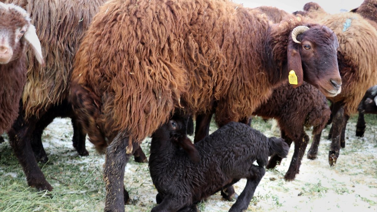 Ağrı'da devlet desteğiyle koyun sahibi olan besicilerin "kuzu" sevinci