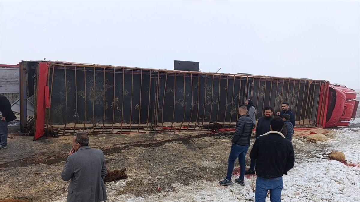 Ağrı'da devrilen tırdaki 10 küçükbaş hayvan telef oldu