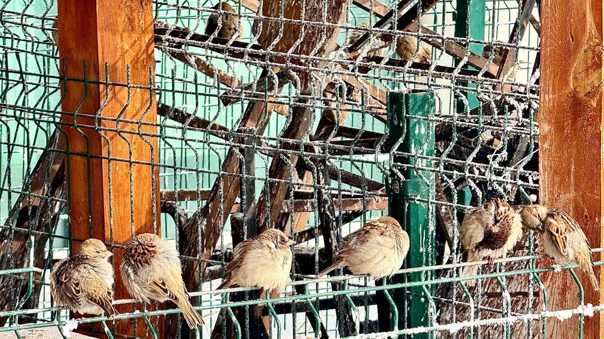 Ağrı'da dondurucu soğuklar hayatı olumsuz etkiliyor