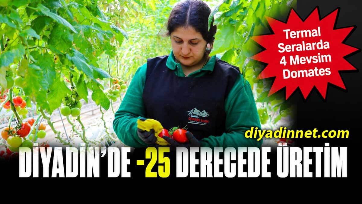 Ağrı'da Dondurucu Soğukta Termal Seralarda 4 Mevsim Domates Üretiliyor