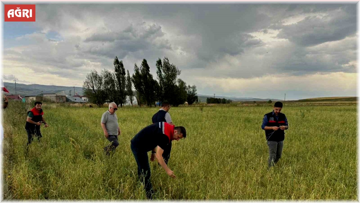 Ağrı'da etkili olan dolu tarımda zarara neden oldu