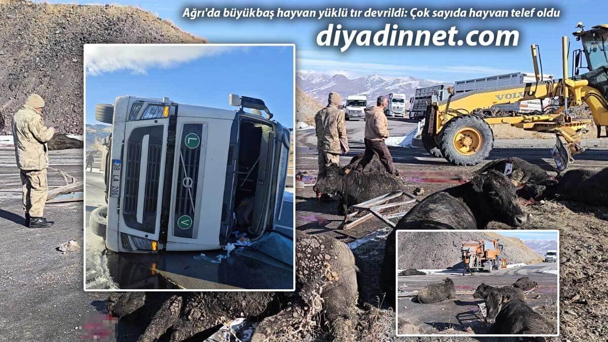 Ağrı'da Feci Kaza: Doğubayazıt Tendürek'te Büyükbaş Hayvan Yüklü Tır Devrildi, Çok Sayıda Hayvan Telef Oldu