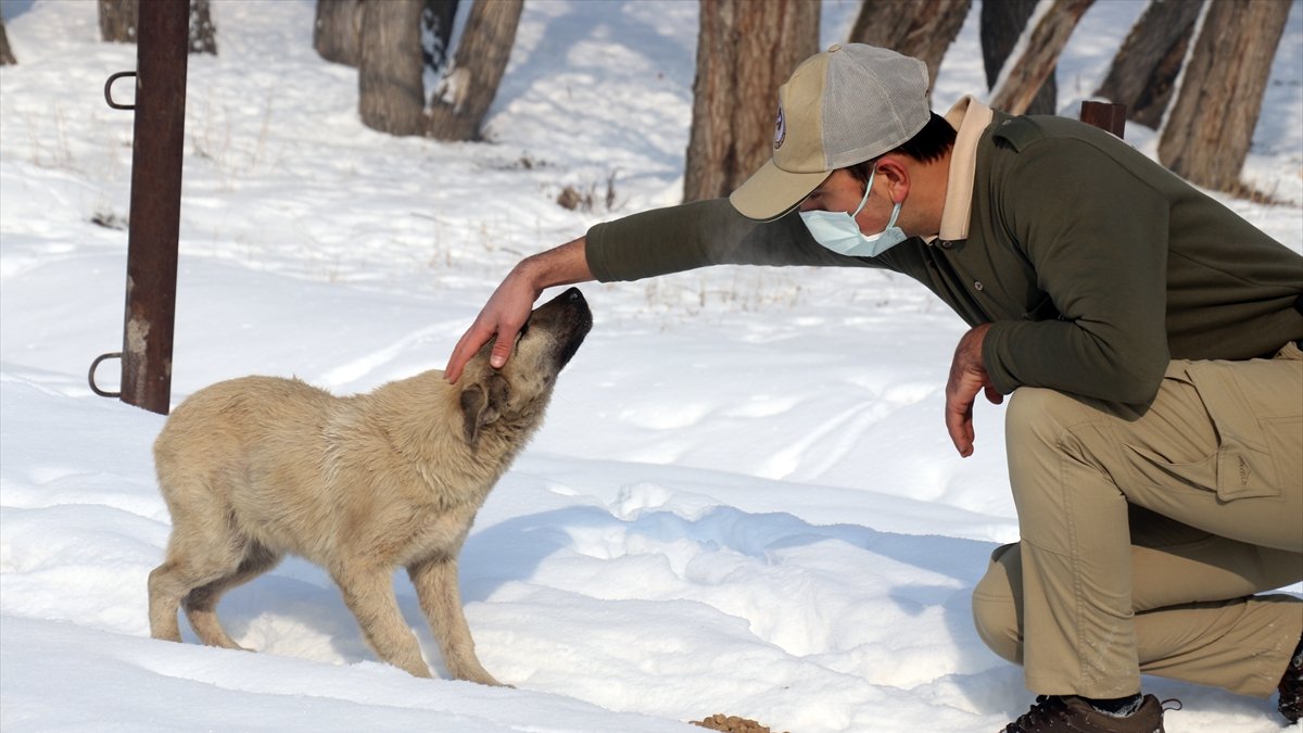 Ağrı'da "HAYDİ" polisleri sokak hayvanlarını mamayla besledi