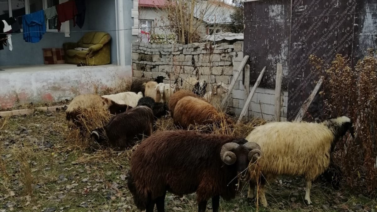 Ağrı'da hayvan hırsızlığı iddiasıyla gözaltına alınan 2 şüpheli serbest bırakıldı