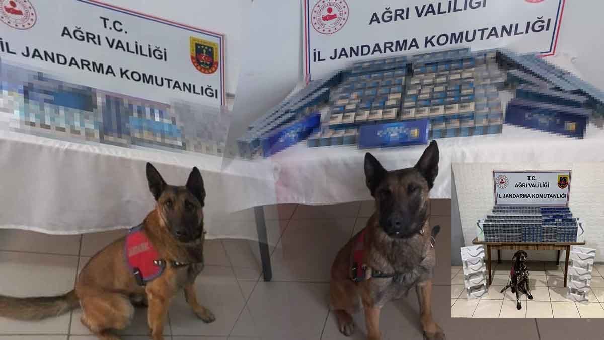 Ağrı'da İki İlçede Kaçak Sigara Operasyonu: 6 Bin 548 Paket Yakalandı