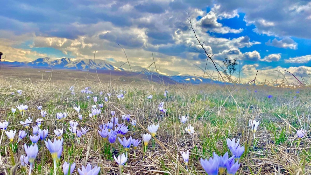 Ağrı'da İlkbahar renk cümbüşü oluşturdu