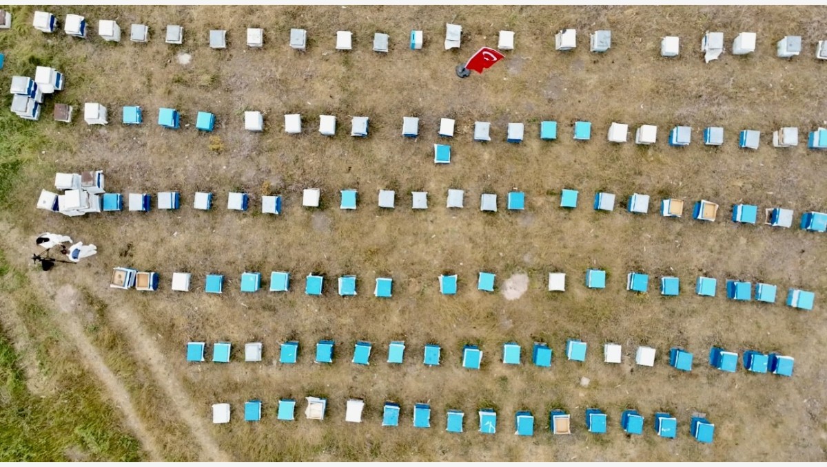 Ağrı'da kadınlar bal üretimine yöneliyor