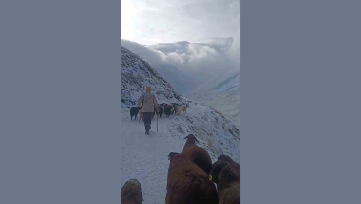 Ağrı'da Kar ve Tipi Ulaşımı Aksattı, Hayvan Sürüsü Zor Anlar Yaşadı