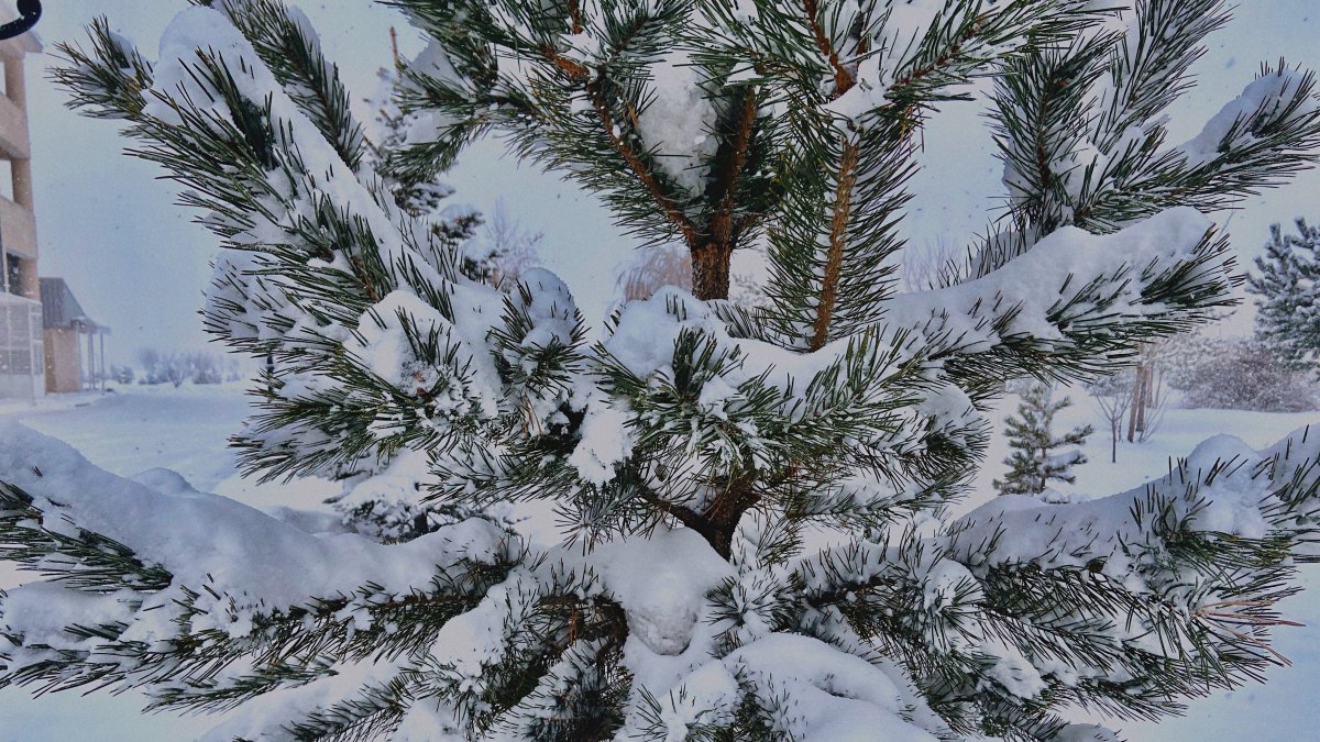 Ağrı'da kar yağışı etkili oldu