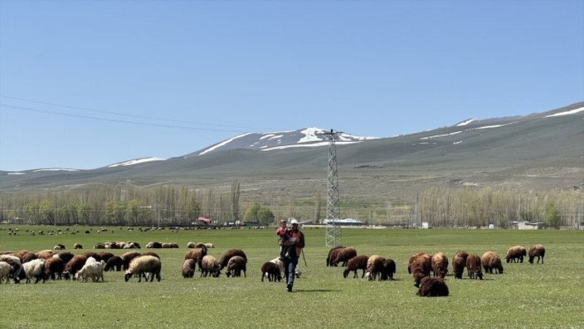 Ağrı'da karların geç eridiği köylerde hayvanlar meraya çıkarılmaya başlandı