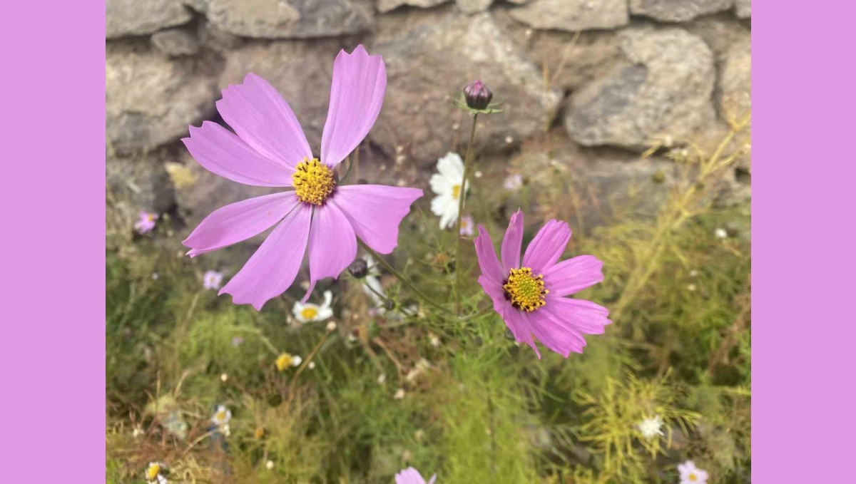 Ağrı'da kasım ayında açan çiçekler şaşırttı
