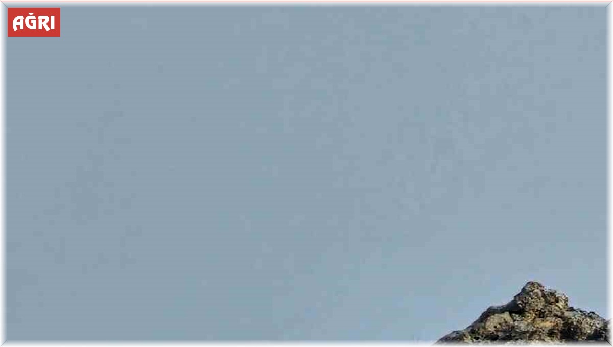 Ağrı'da kayaların usta tırmanıcısı dağ keçisi görüldü