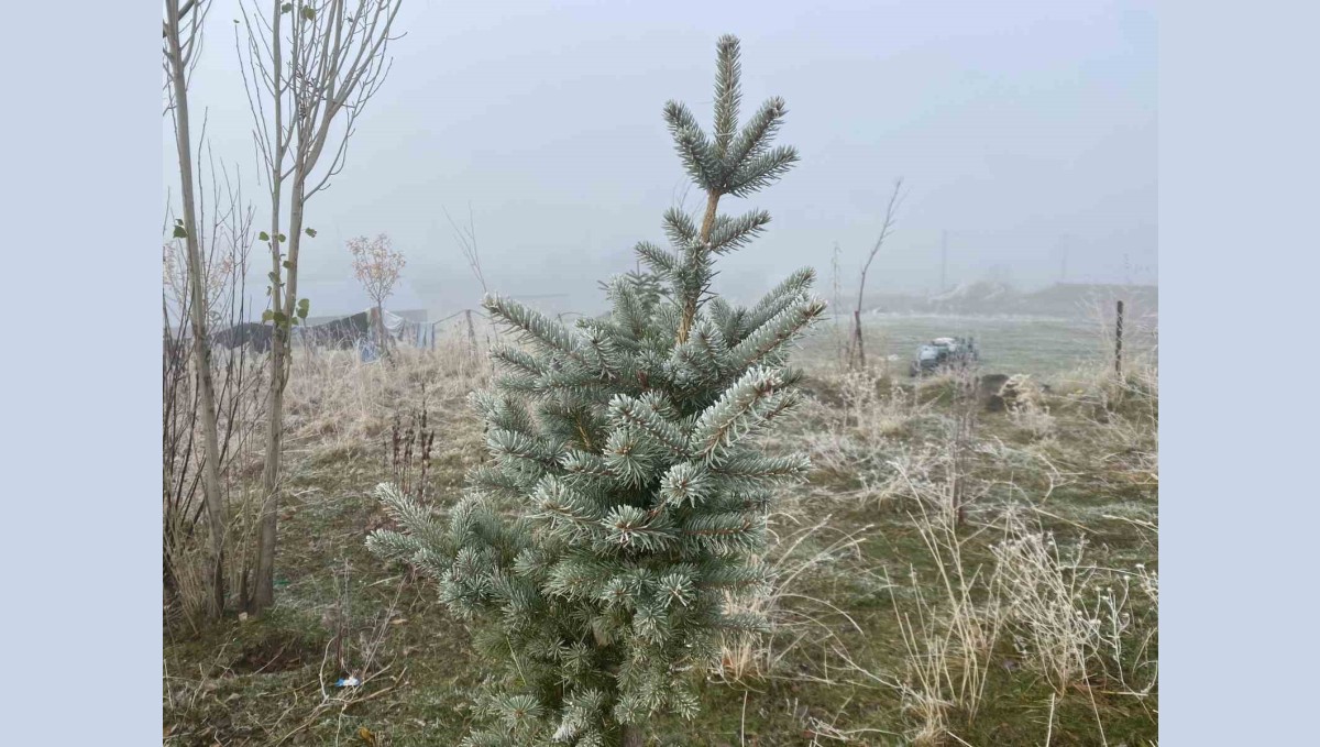 Ağrı'da kırağı etkili oldu