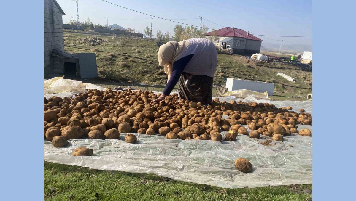 Ağrı'da kışlık patatesler geleneksel yöntemle toprağa gömülerek korunuyor