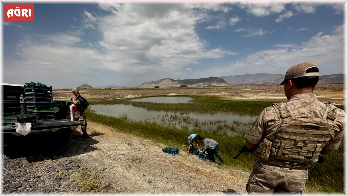 Ağrı'da kurbağa avcılarına rekor ceza