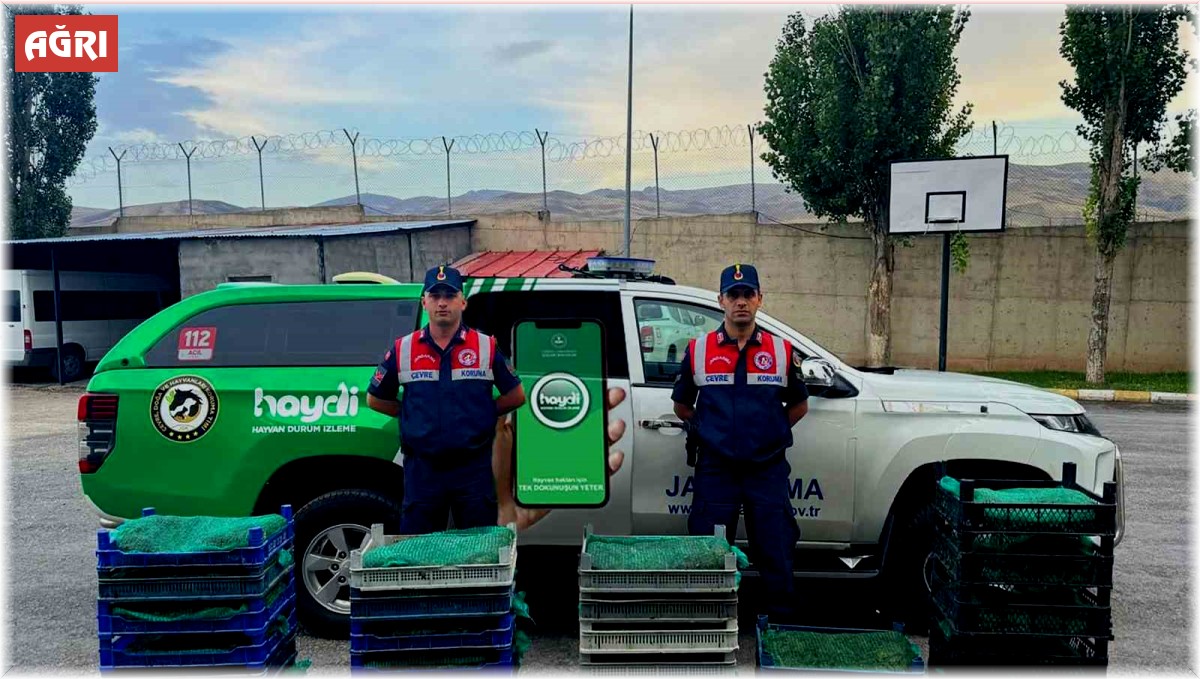 Ağrı'da kurbağa avcılarına rekor ceza