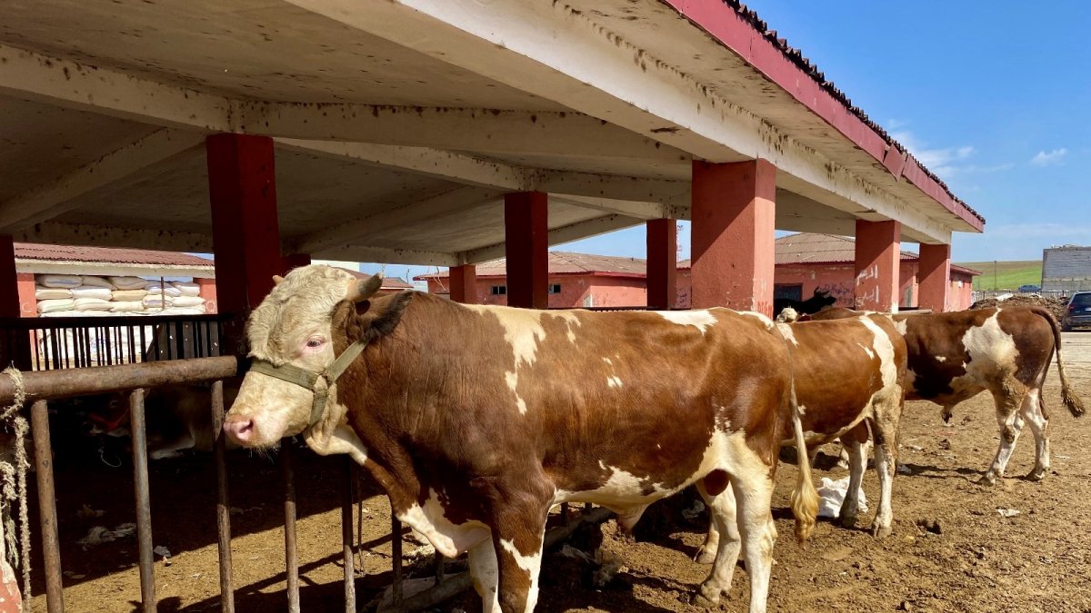 Ağrı'da kurbanlıklar pandemi gölgesinde görücüye çıktı