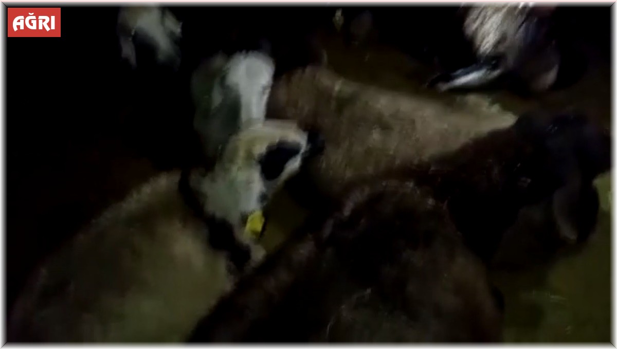 Ağrı'da kurtlar 350 koyundan oluşan sürüye saldırdı