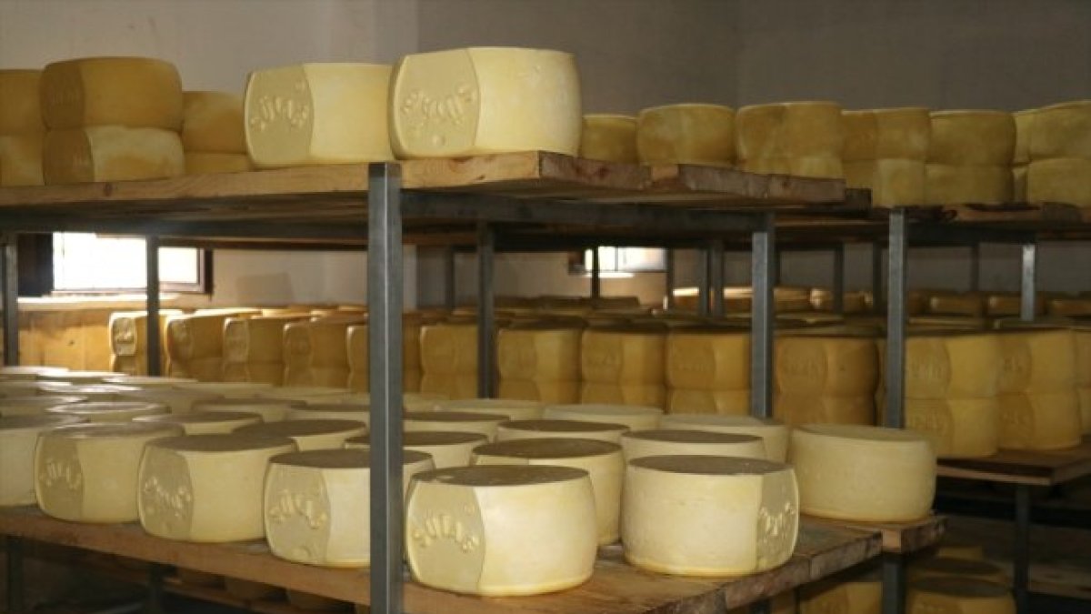 Ağrı'da kurulu tesiste günlük 20 ton süt kaşar peynirine dönüşüyor