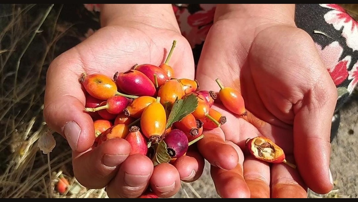 Ağrı'da kuşburnu mevsimi başladı, dağlar şifa kaynağına dönüştü