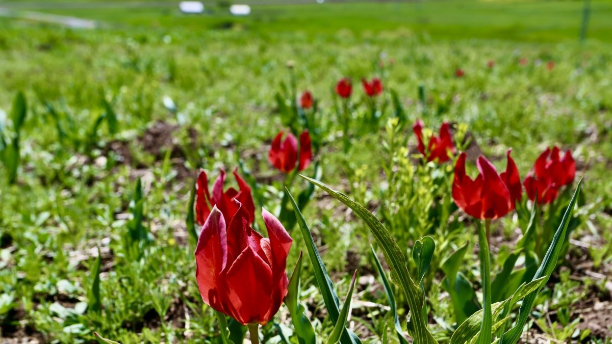 Ağrı'da mevsim çiçeklerinden renk cümbüşü