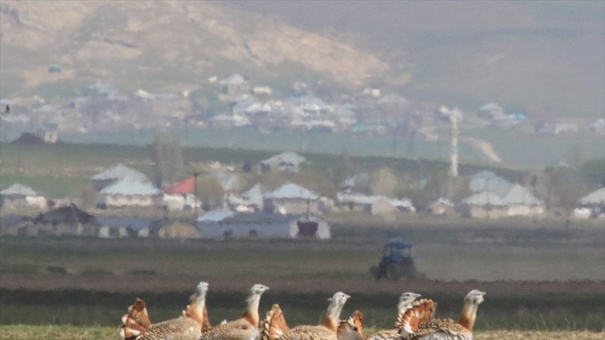 Ağrı'da, nesli tükenme tehlikesi altında olan toy kuşu görüntülendi