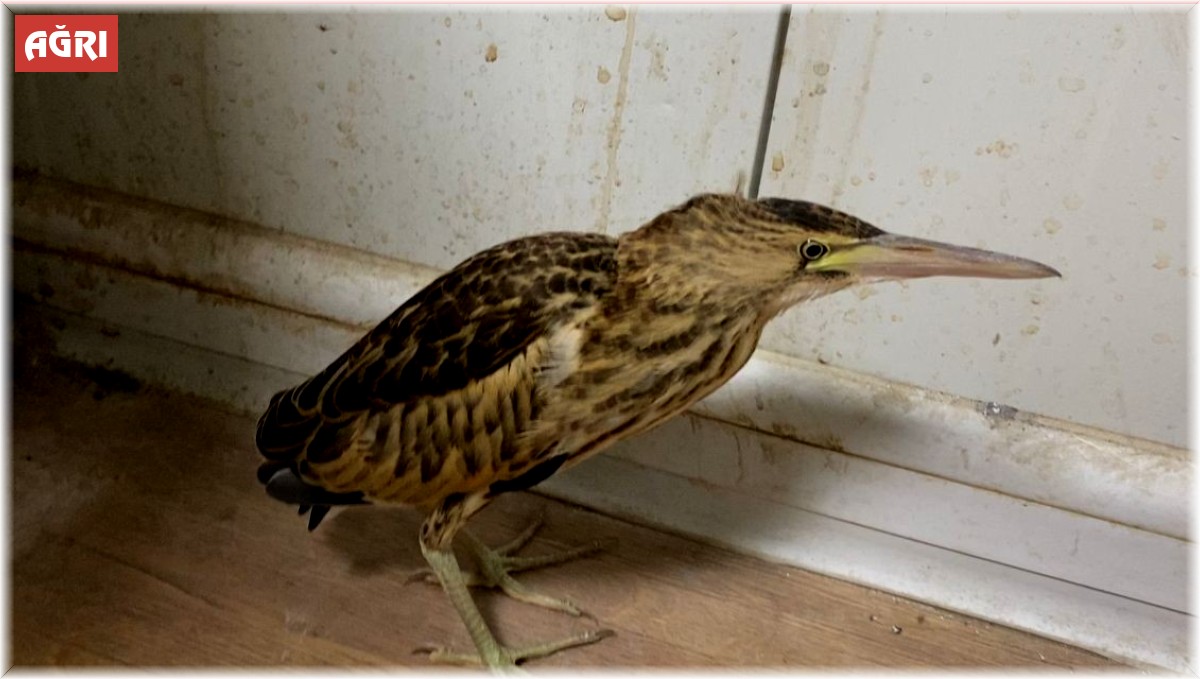 Ağrı'da nesli tükenmekte olan 'balaban kuşu' bulundu