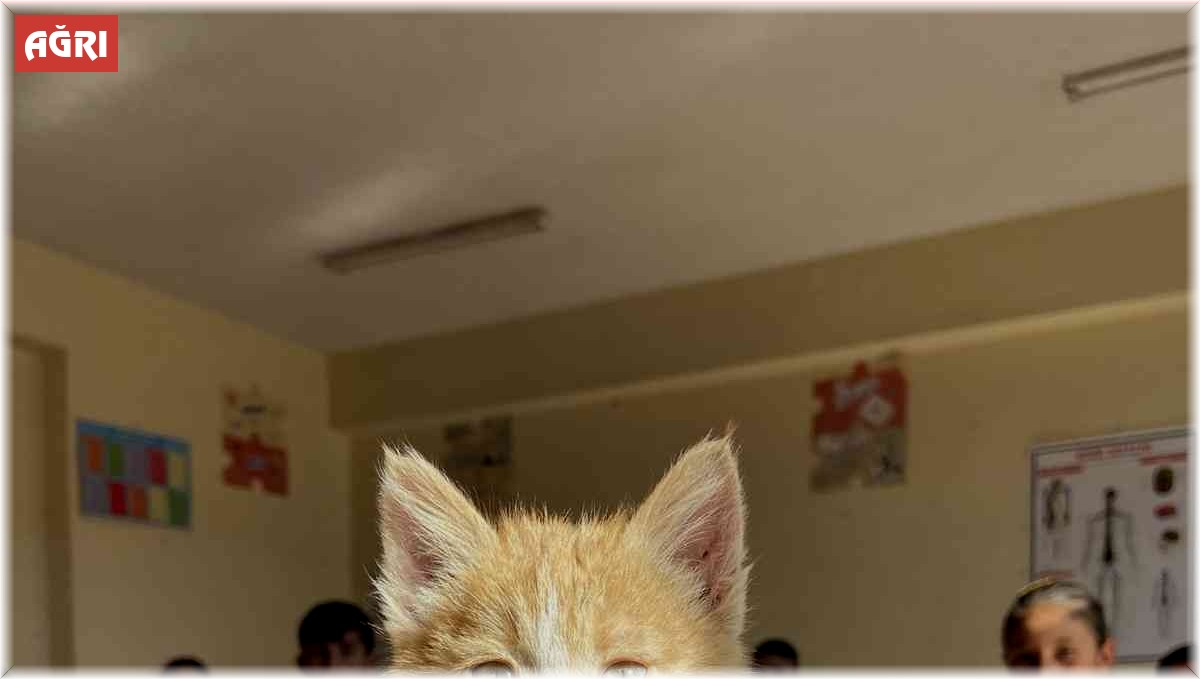 Ağrı'da öğrencilerin sahiplendiği yavru kedi 'Mandalina' okulun maskotu oldu