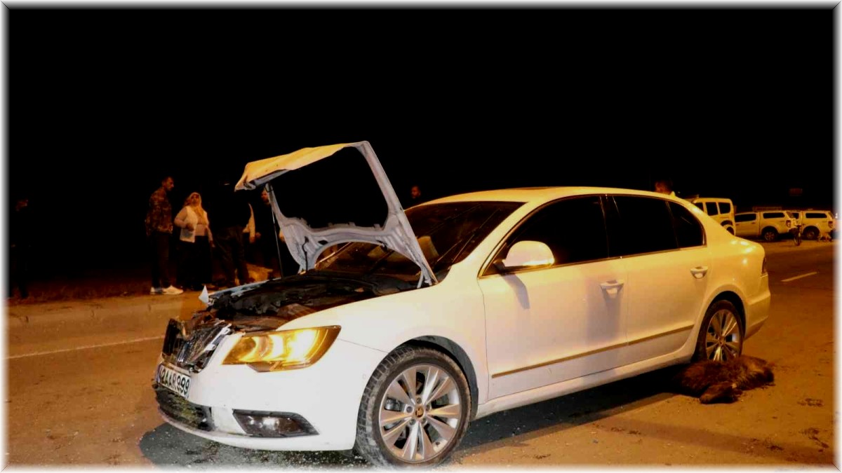 Ağrı'da otomobil sürüye çarptı, 6 keçi telef oldu