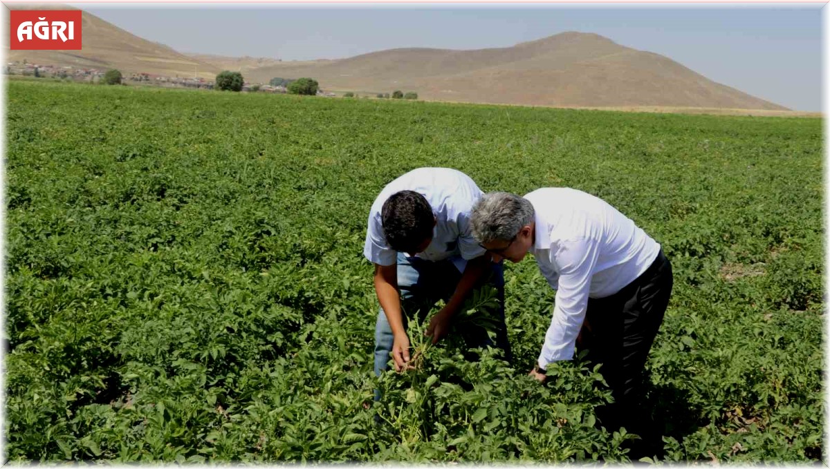 Ağrı'da patates üreticilerine destek