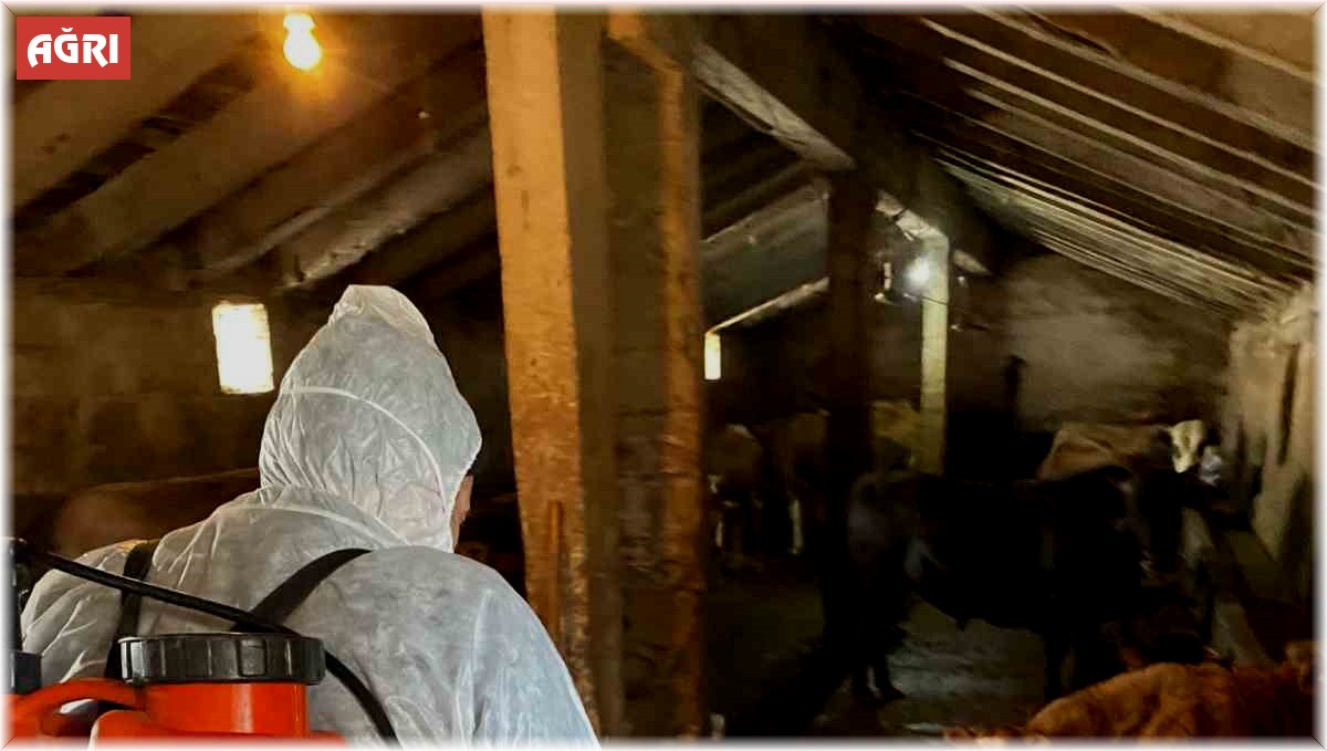 Ağrı'da Şap hastalığına karşı aşılama ve dezenfeksiyon çalışmaları başlatıldı