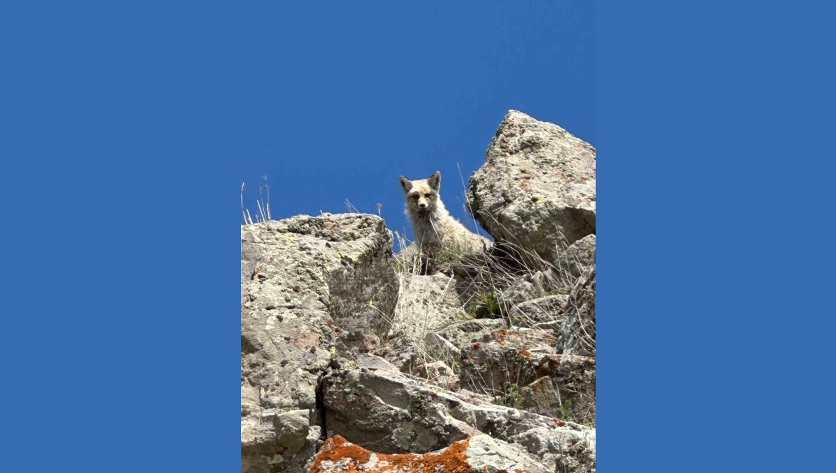 Ağrı'da sarp kayalıklarda tilki görüntülendi