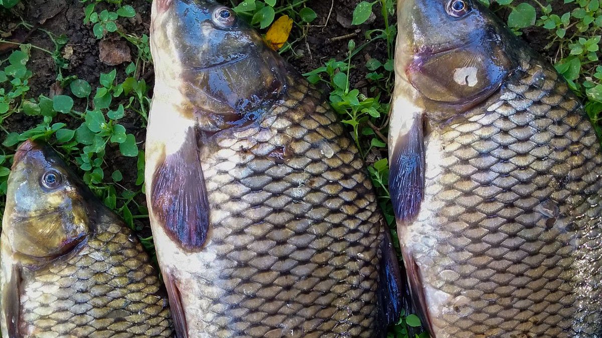Ağrı'da Sazangiller Avcılığına Avlanma Yasağı Başlıyor