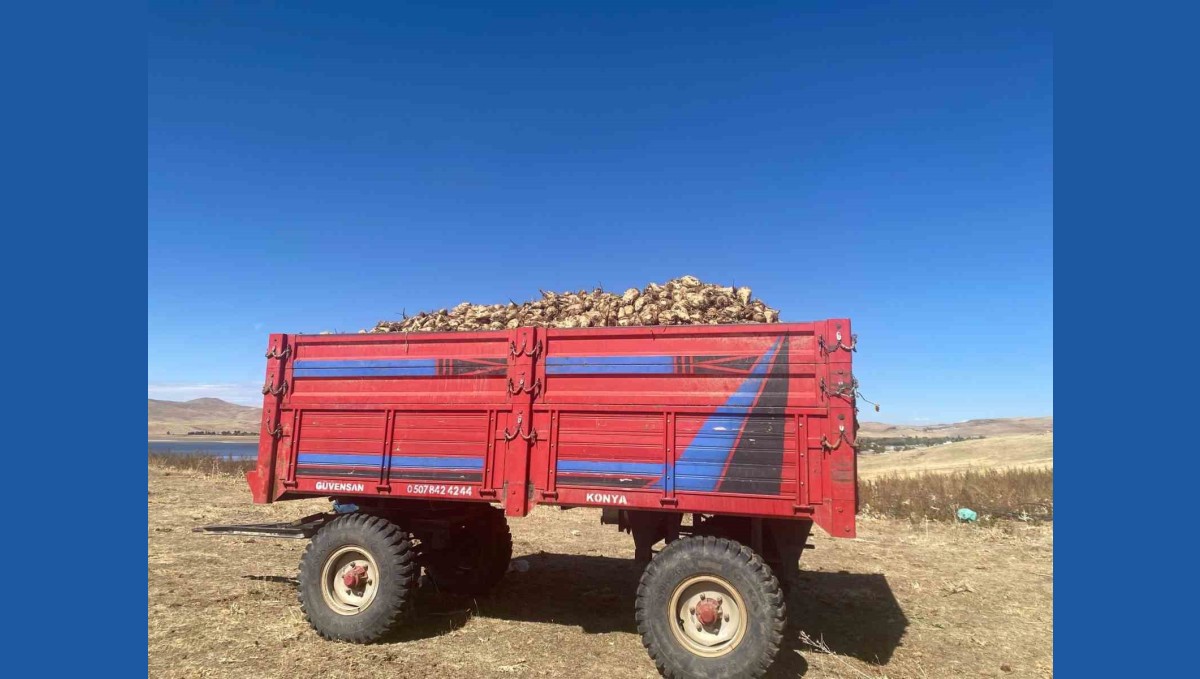 Ağrı'da şeker pancarı hasadı devam ediyor
