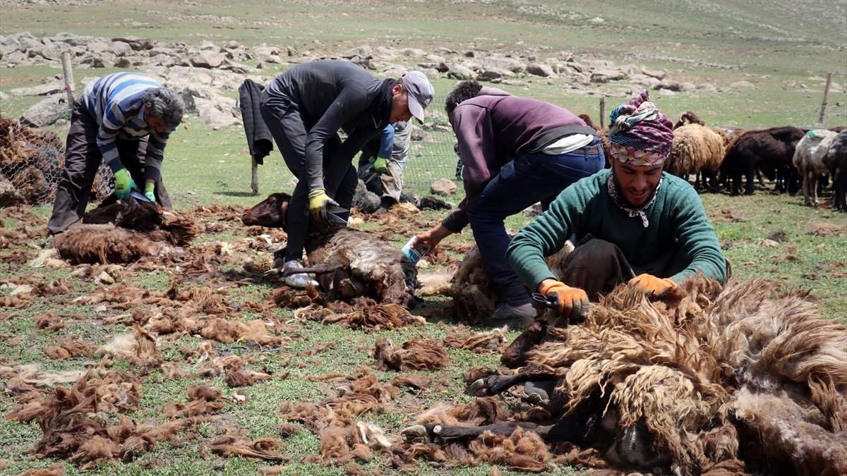 Ağrı'da Sinek Yaylası'nda ki göçerler koyunlarını imece usulü kırkıyor