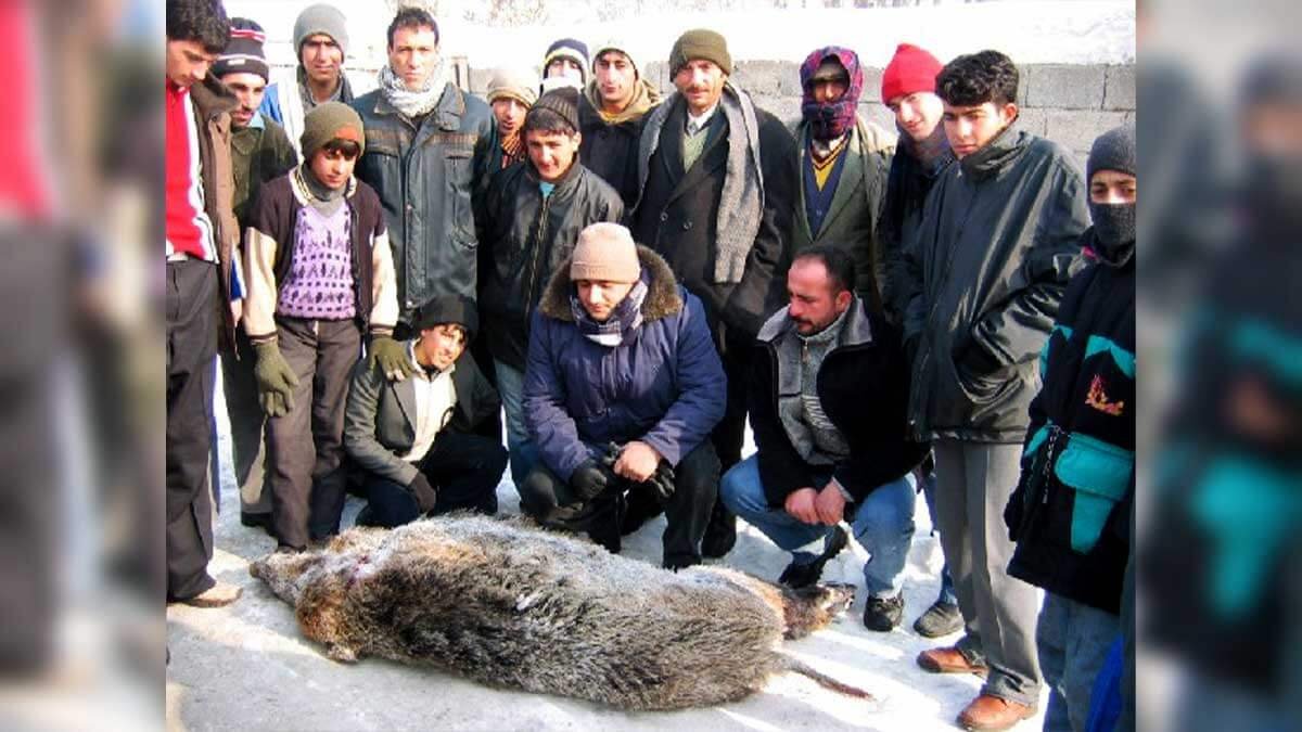 Ağrı'da yaban domuzu görüldü: Avcılar şehir merkezine getirdi