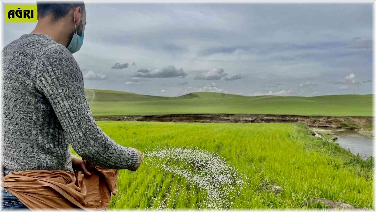 Ağrı'da yağışlar etkili oldu, çiftçi eski usul elle gübrelemeye döndü